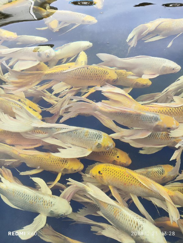 老板养的几百条锦鲤via Memos